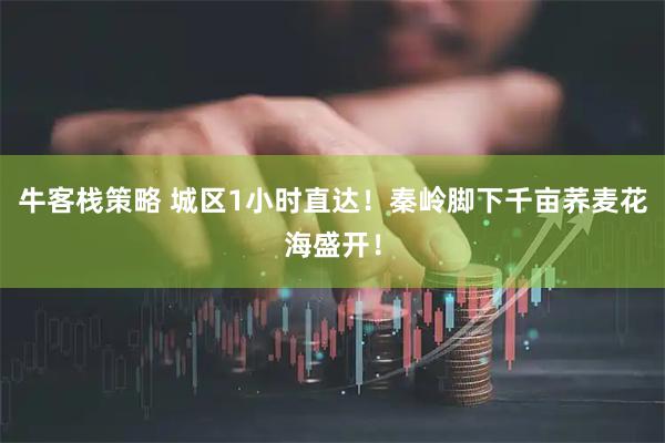 牛客栈策略 城区1小时直达！秦岭脚下千亩荞麦花海盛开！